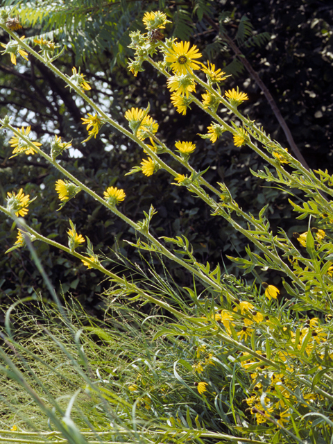 Silphium laciniatum (Compassplant) #24604