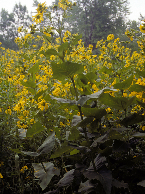 Silphium perfoliatum (Cup plant) #24608