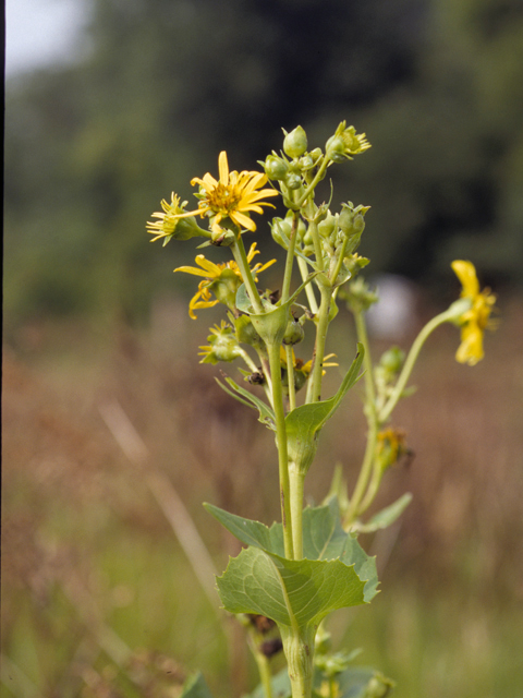 Silphium perfoliatum (Cup plant) #24610