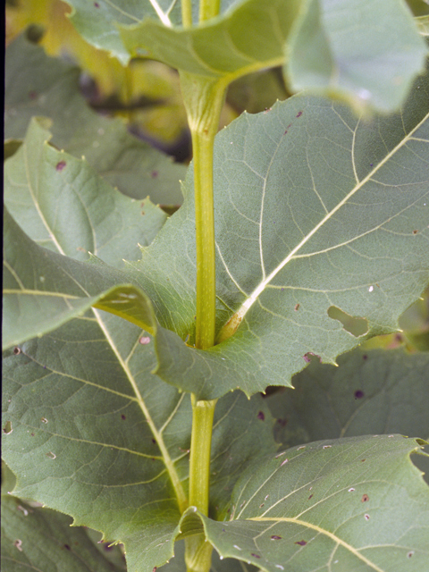 Silphium perfoliatum (Cup plant) #24613