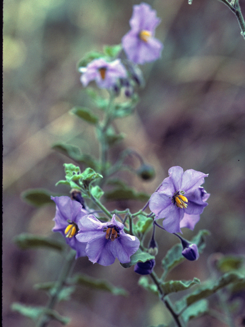 Solanum wallacei (Catalina nightshade) #24632