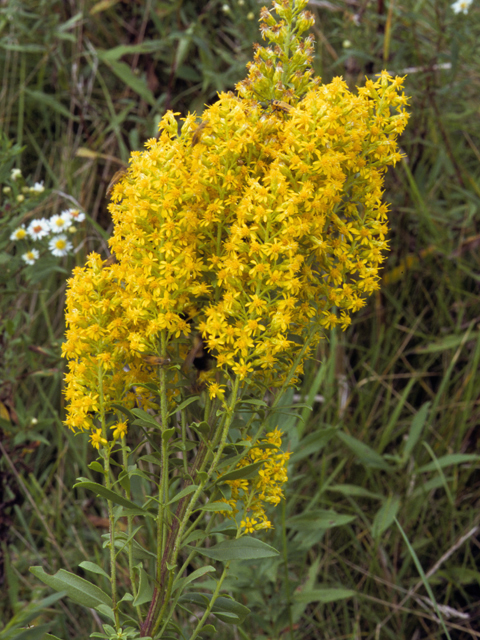 Solidago speciosa (Showy goldenrod) #24654