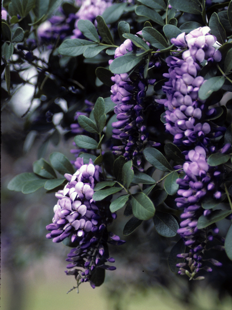 Sophora secundiflora (Texas mountain laurel) #24672