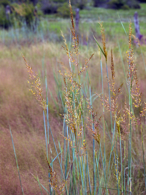 Sorghastrum nutans (Indiangrass) #24685