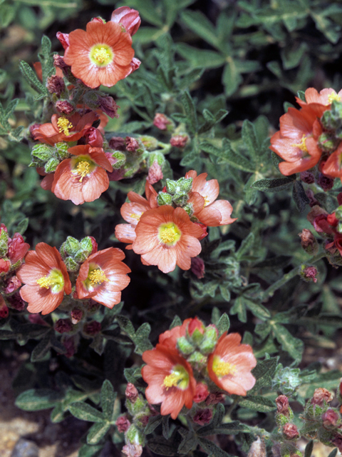 Sphaeralcea coccinea (Scarlet globemallow) #24717