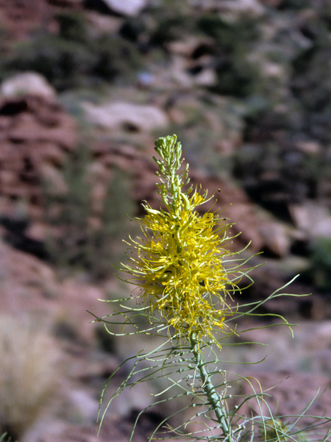 Stanleya pinnata (Desert princes' plume) #24739