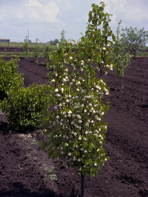 Styrax platanifolius (Sycamore-leaf snowbell) #24778