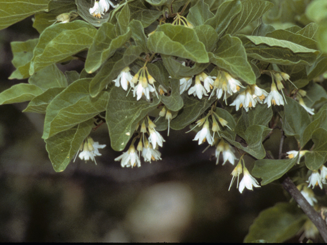 Styrax platanifolius (Sycamore-leaf snowbell) #24780