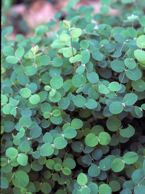 Symphoricarpos mollis (Creeping snowberry) #24786