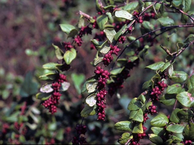 Symphoricarpos orbiculatus (Coralberry) #24791