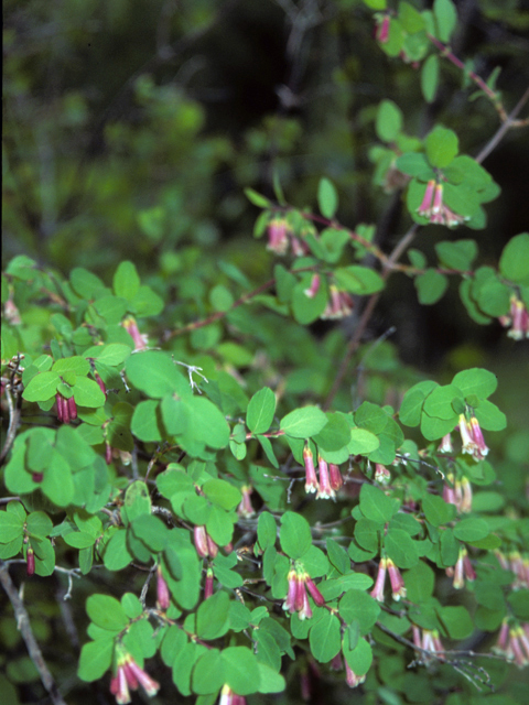 Symphoricarpos oreophilus (Mountain snowberry) #24792