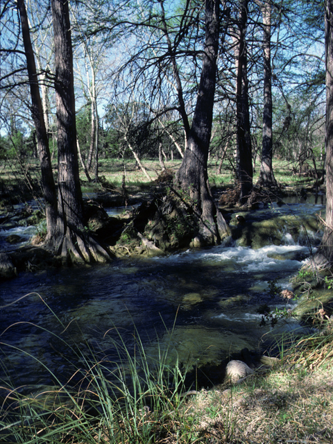 Taxodium distichum (Bald cypress) #24801