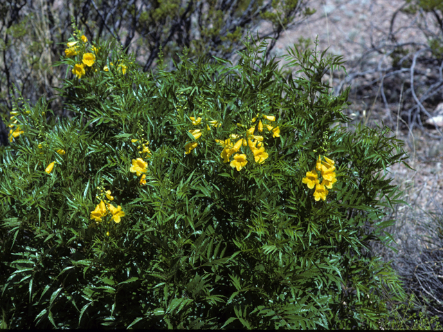 Tecoma stans (Yellow bells) #24810