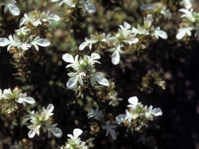 Teucrium laciniatum (Lacy germander) #24820