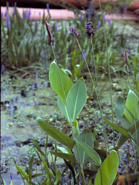 Thalia dealbata (Powdery alligator-flag) #24821