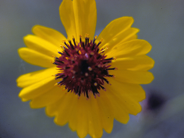 Thelesperma filifolium (Stiff greenthread) #24843