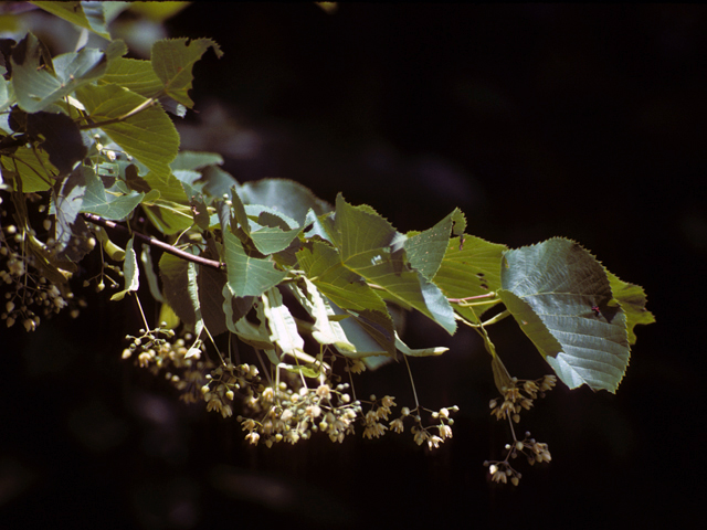 Tilia americana (American basswood) #24867