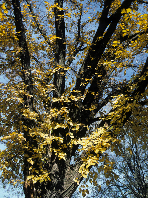 Ulmus americana (American elm) #24918