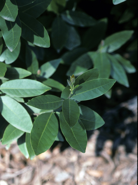 Umbellularia californica (California laurel) #24927