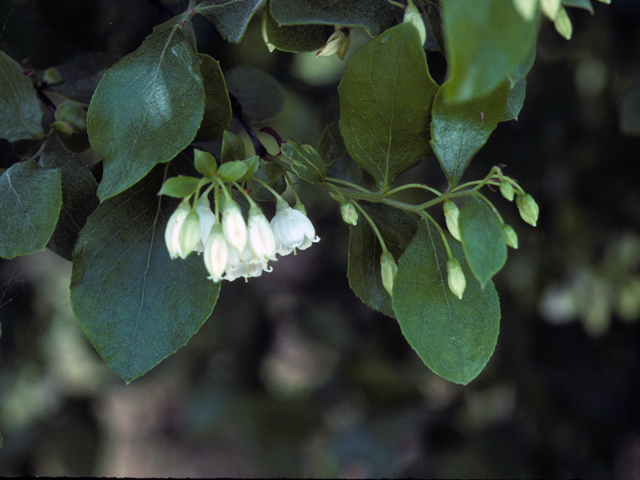 Vaccinium arboreum (Farkleberry) #24948