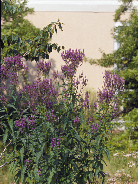 Verbena hastata (Swamp verbena) #24965