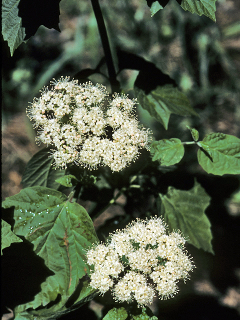 Viburnum acerifolium (Mapleleaf viburnum) #24993