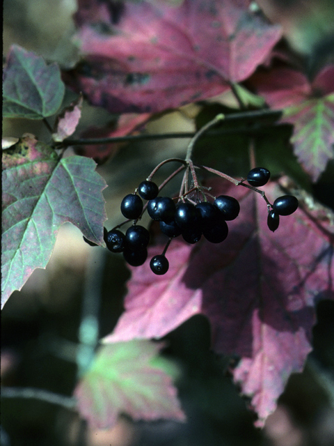 Viburnum acerifolium (Mapleleaf viburnum) #24994