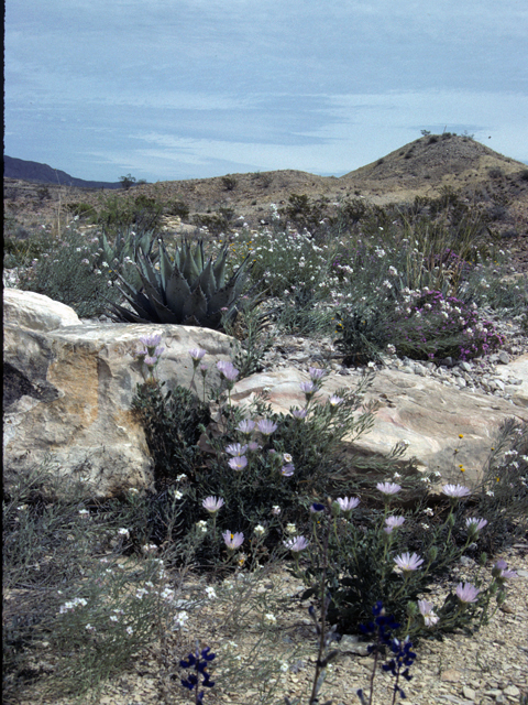 Xylorhiza wrightii (Big bend woodyaster) #25053