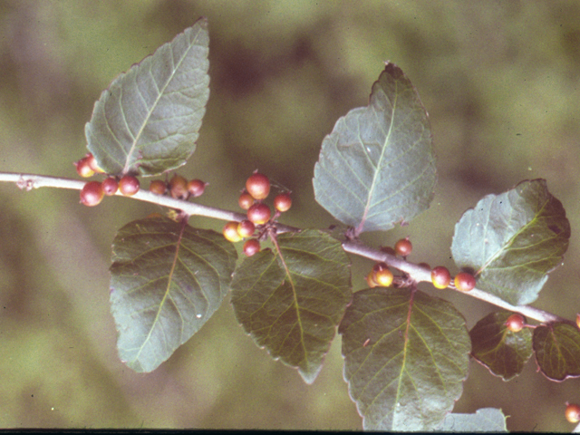 Xylosma flexuosa (Brush holly) #25055