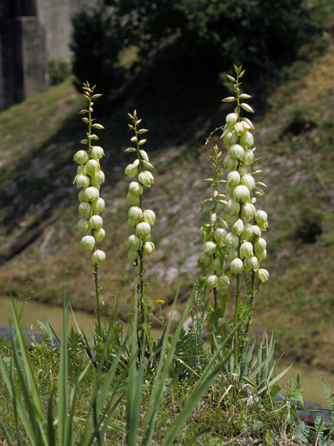 Yucca pallida (Pale-leaf yucca) #25066