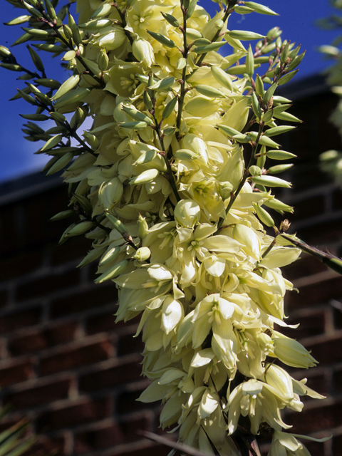 Yucca thompsoniana (Thompson's yucca) #25102