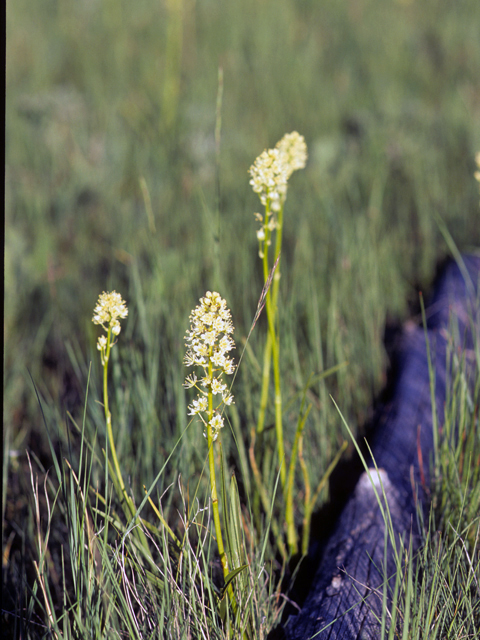 Zigadenus venenosus (Meadow death camas) #25120