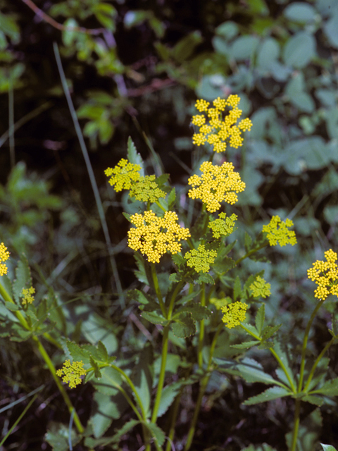 Zizia aptera (Heart-leaved meadow parsnip) #25134