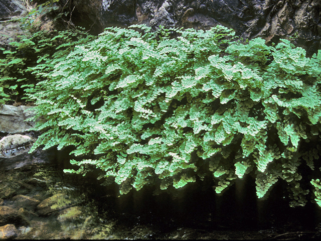 Adiantum capillus-veneris (Southern maidenhair fern) #25147