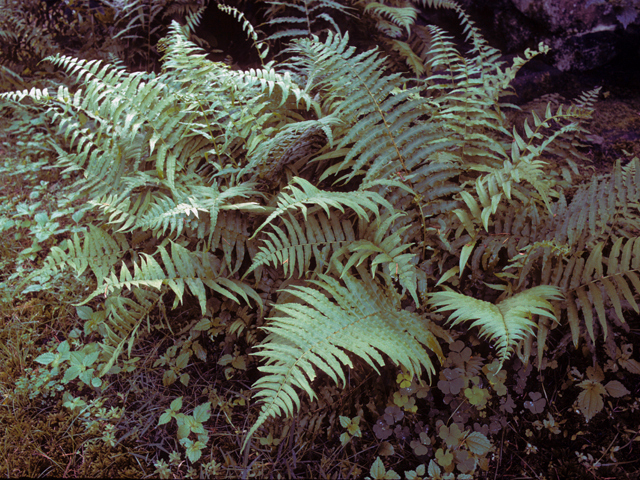 Diplazium pycnocarpon (Glade fern) #25159