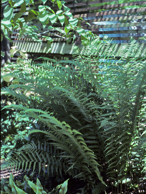 Dryopteris ludoviciana (Southern woodfern) #25160