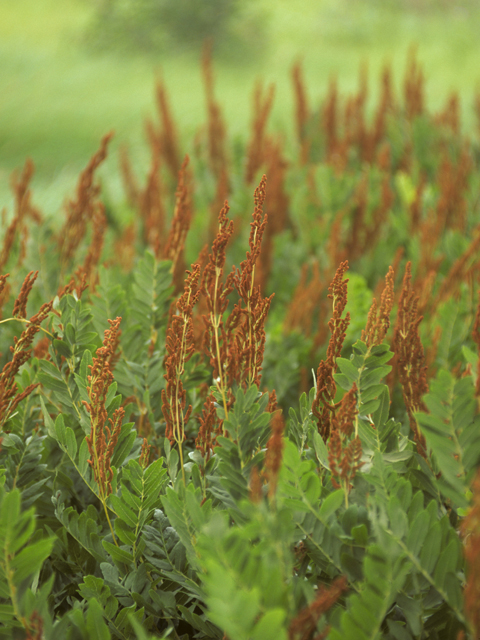 Osmunda regalis (Royal fern) #25178