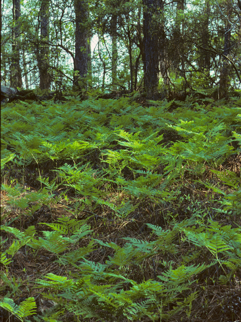 Pteridium aquilinum (Western bracken fern) #25184