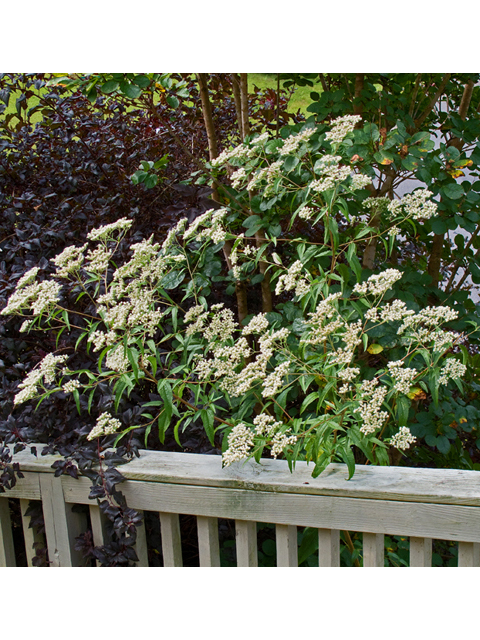 Eupatorium serotinum (White boneset) #47523