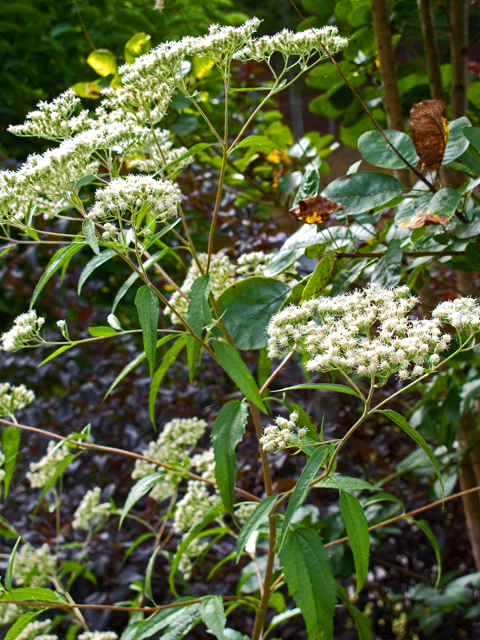 Eupatorium serotinum (White boneset) #47524