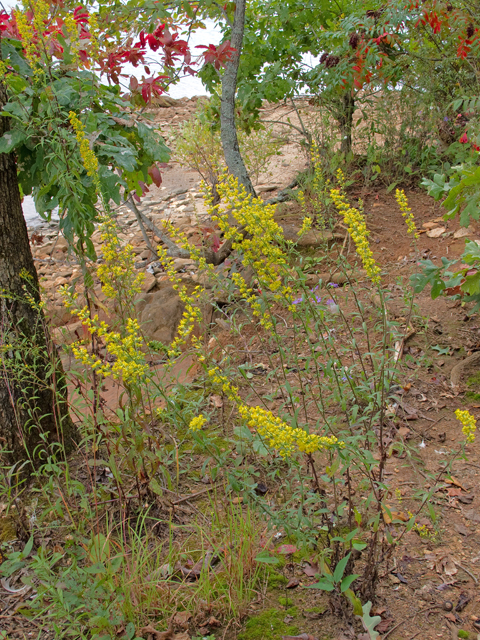 Solidago speciosa (Showy goldenrod) #47529