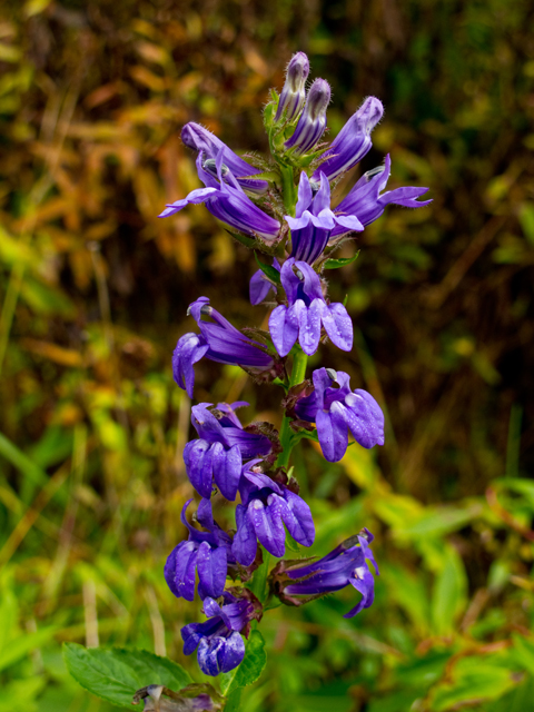 Lobelia siphilitica (Great blue lobelia) #47542