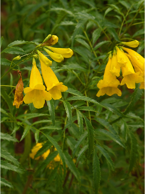 Tecoma stans (Yellow bells) #47556