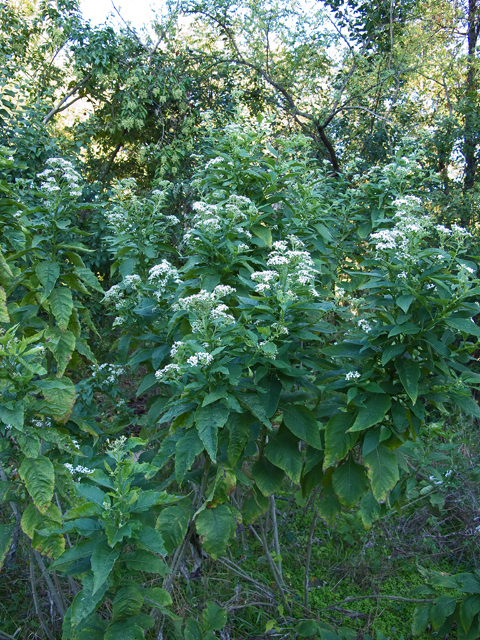 Verbesina virginica (Frostweed) #47580