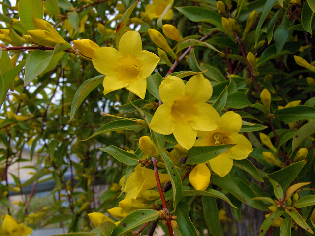 Gelsemium sempervirens (Carolina jessamine) #47586