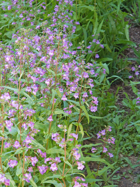 Penstemon tenuis (Brazos penstemon) #47611