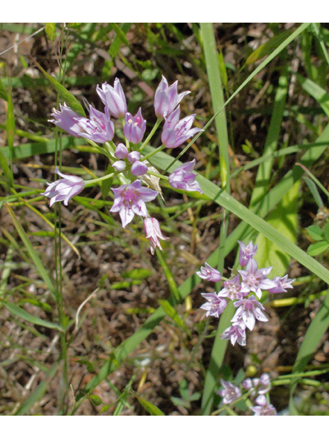 Allium drummondii (Drummond's onion) #47614