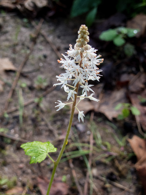 Tiarella cordifolia (Heartleaf foamflower) #47639