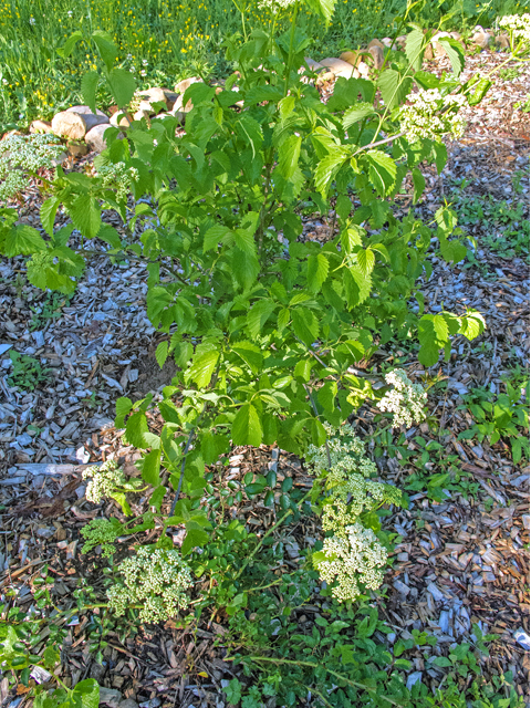 Viburnum dentatum (Southern arrowwood) #47663