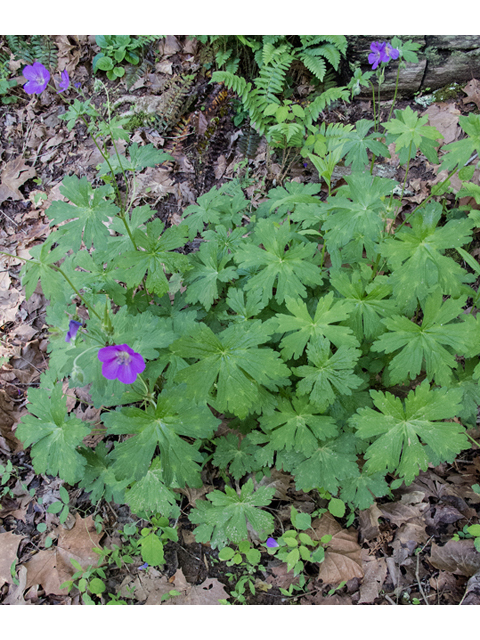 Geranium maculatum (Spotted geranium) #47669